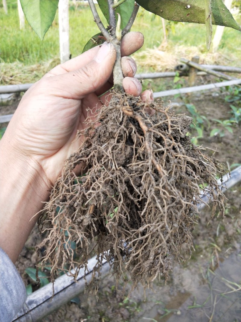 黑老虎两年大苗价格优惠，基地直发
