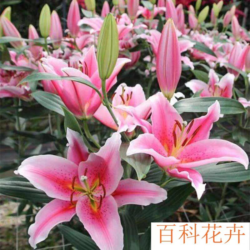 百合花香水百合种球大球带芽多花苞四季开花浓香重瓣进口矮野