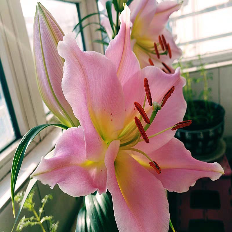 百合花香水百合种球大球带芽多花苞四季开花浓香重瓣进口矮野