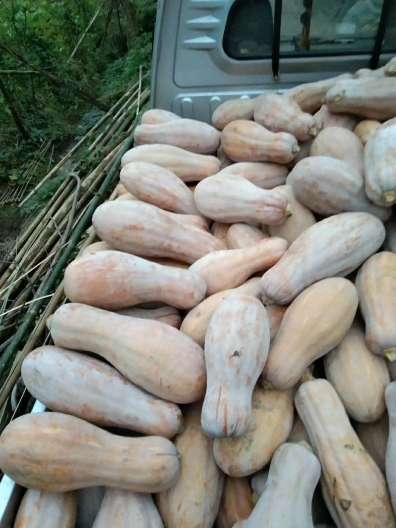 蜜本南瓜