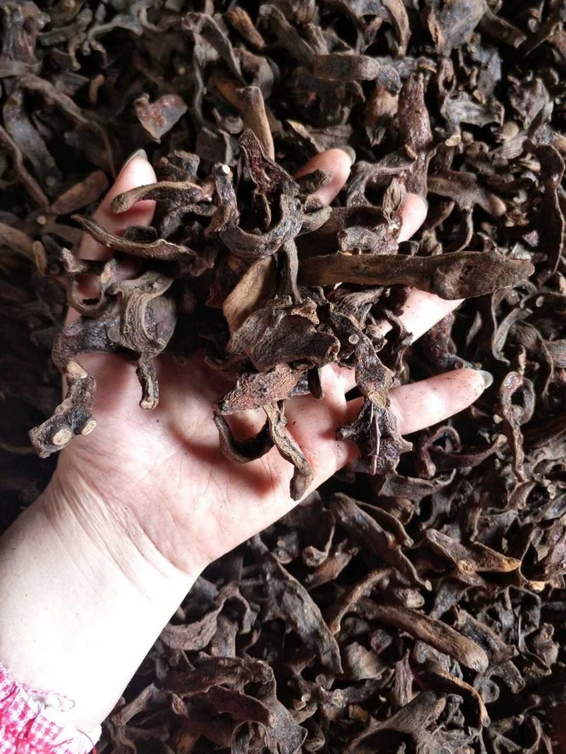 野生骨碎补烘干货，脱毛干净非常精品的靓货