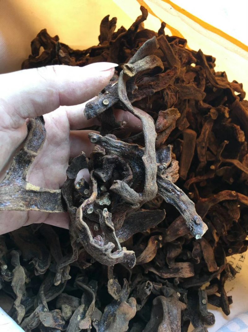 野生骨碎补烘干货，脱毛干净非常精品的靓货