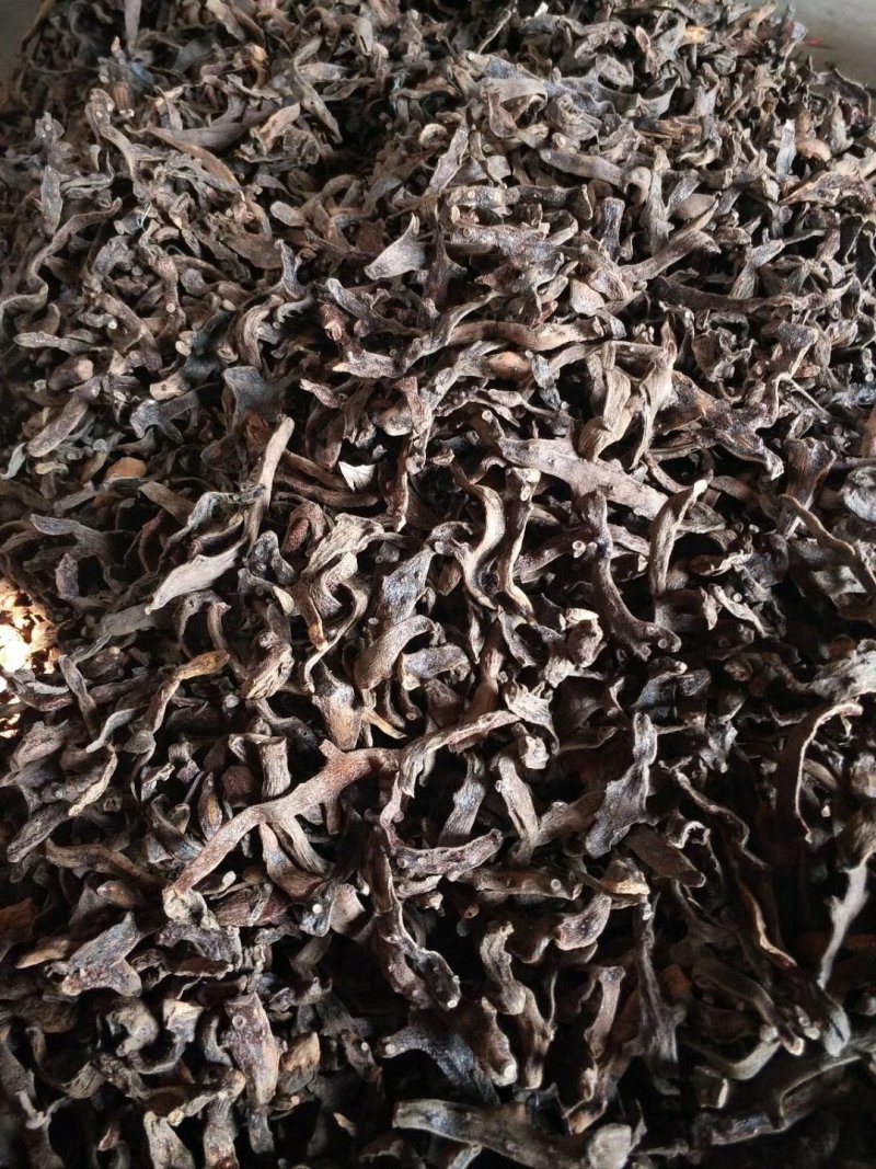 野生骨碎补烘干货，脱毛干净非常精品的靓货