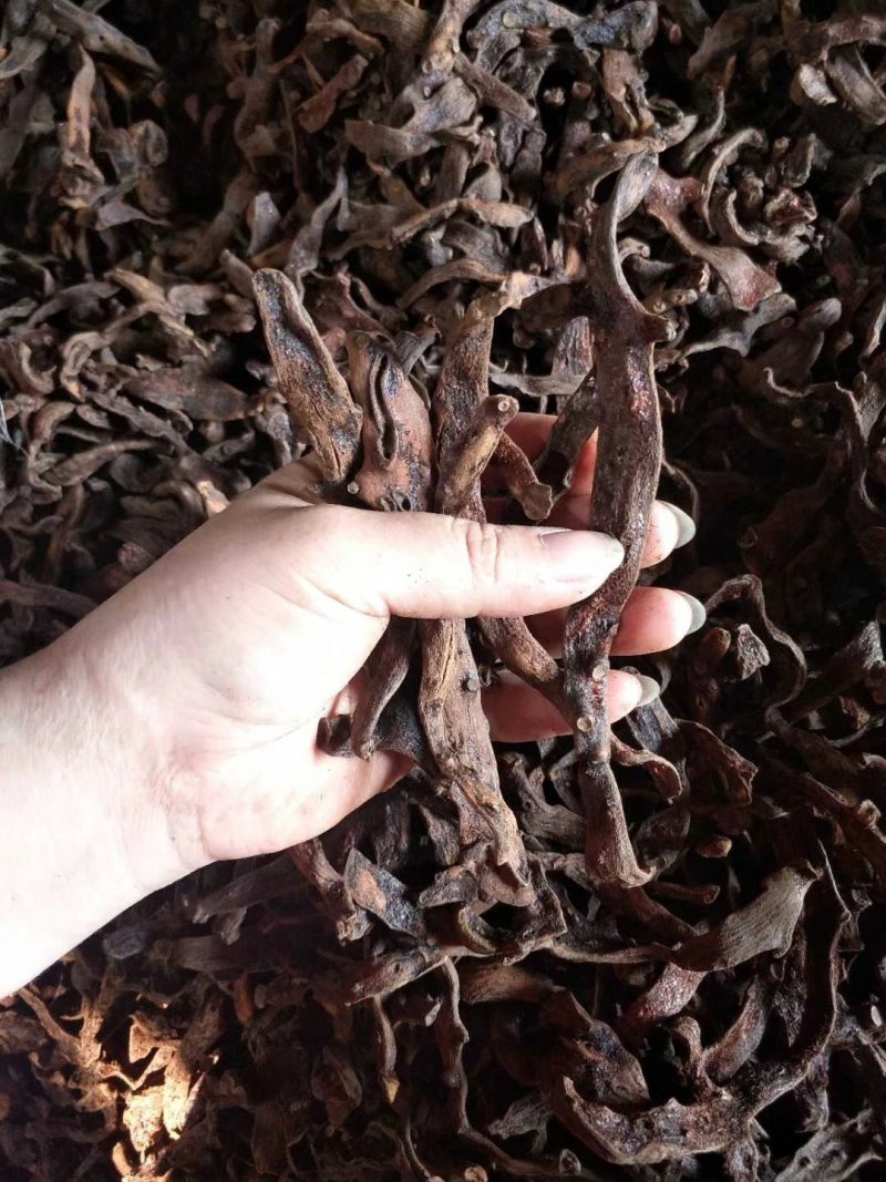 野生骨碎补烘干货，脱毛干净非常精品的靓货