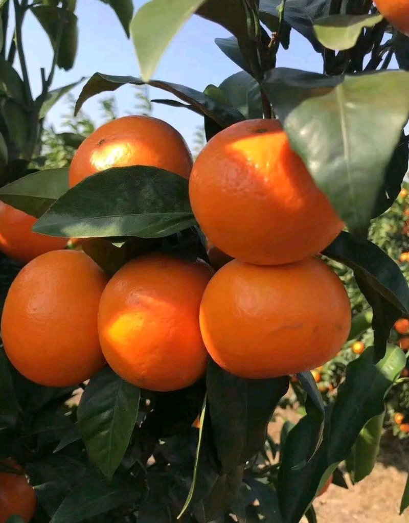 沃柑：纯甜，化渣，颜色火红，果肉细腻水份足，大量上市中