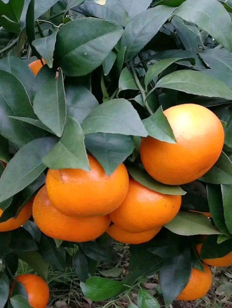沃柑：纯甜，化渣，颜色火红，果肉细腻水份足，大量上市中