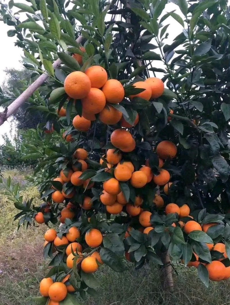 沃柑：纯甜，化渣，颜色火红，果肉细腻水份足，大量上市中