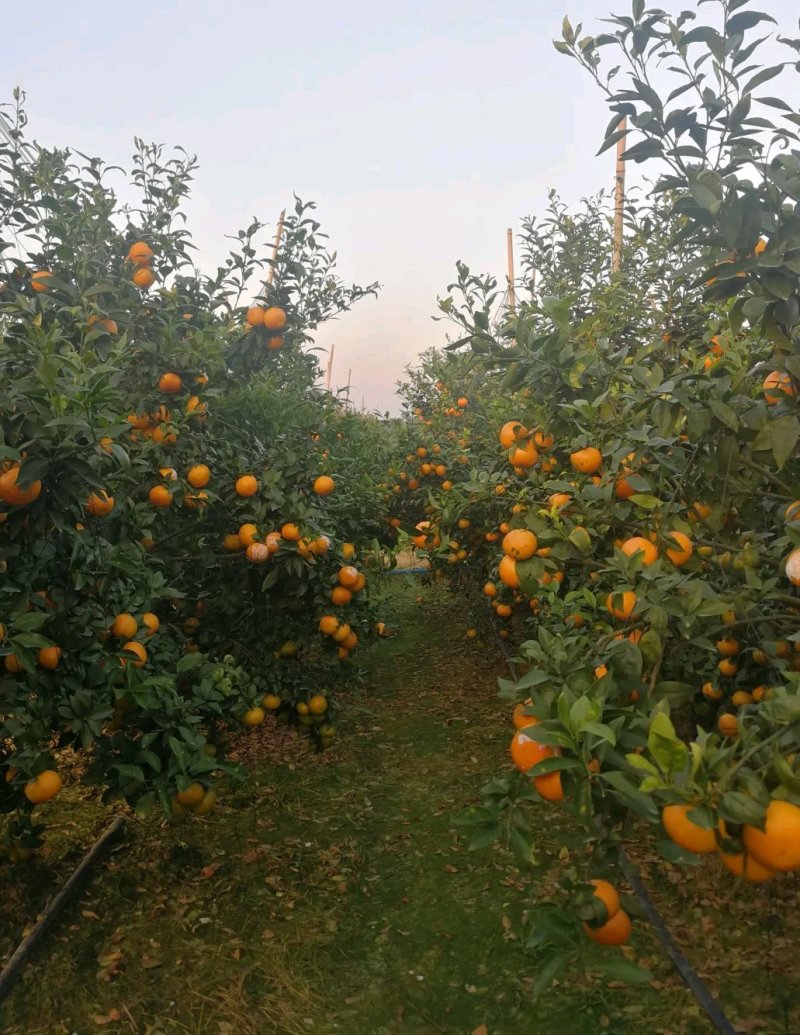 沃柑：纯甜，化渣，颜色火红，果肉细腻水份足，大量上市中