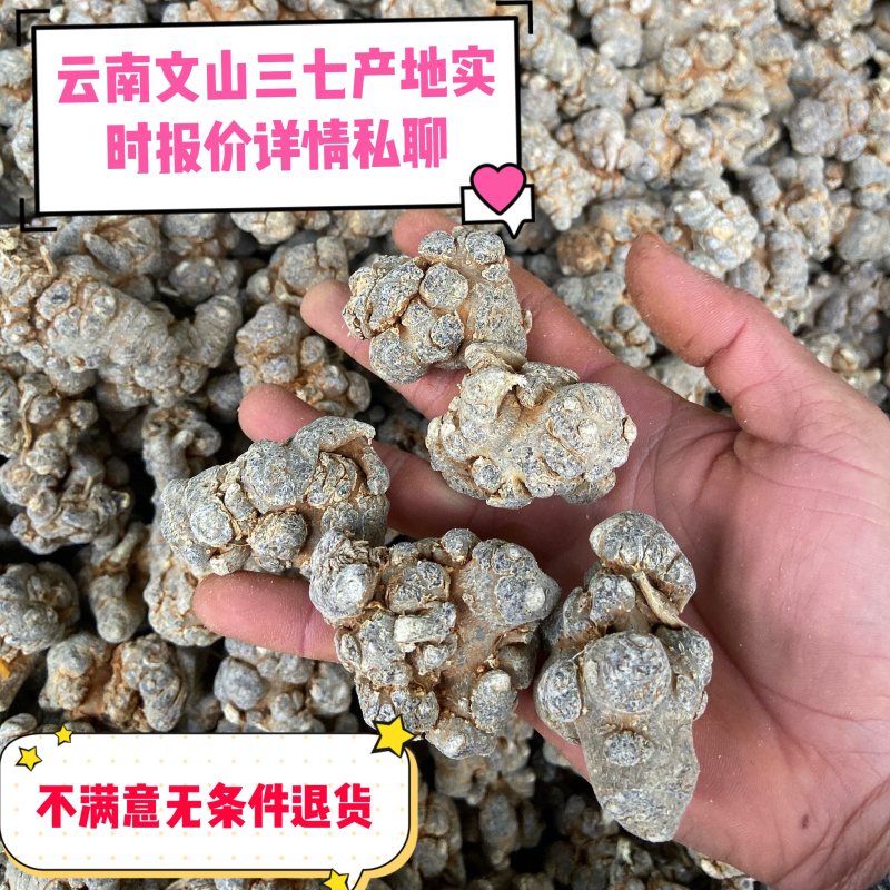 【产地直供】文山春三七【无硫】20头帽子三七磨粉包邮