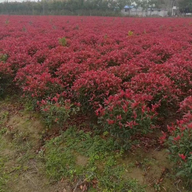 批发红叶石楠净球/毛球红叶石楠大杯苗小杯苗