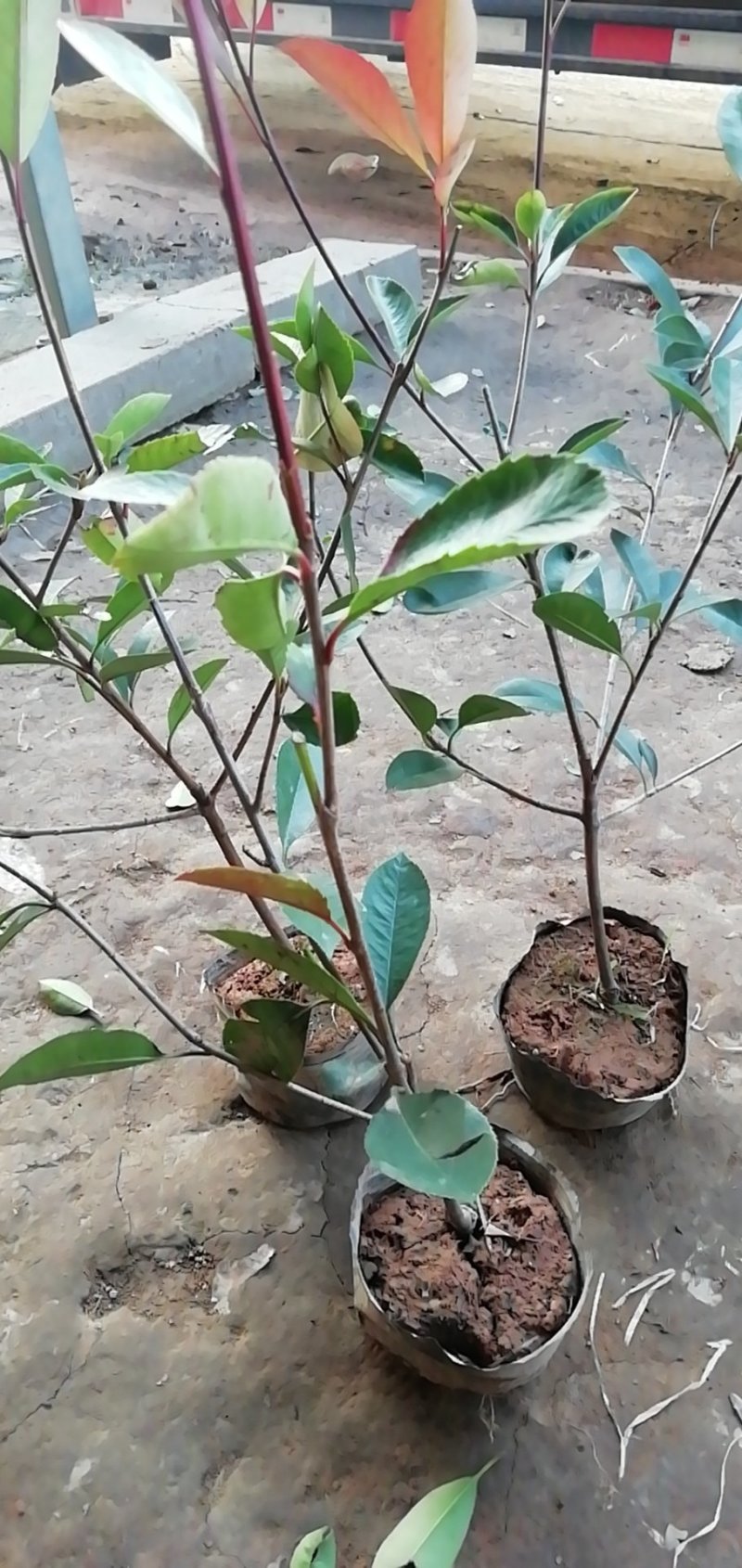 批发红叶石楠净球/毛球红叶石楠大杯苗小杯苗