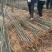 美国八号苹果苗美八苹果树品种纯正现挖现发