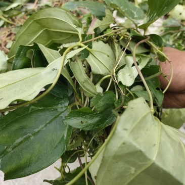 肺形草，双蝴蝶，湖南野生肺形草，，，，，，，