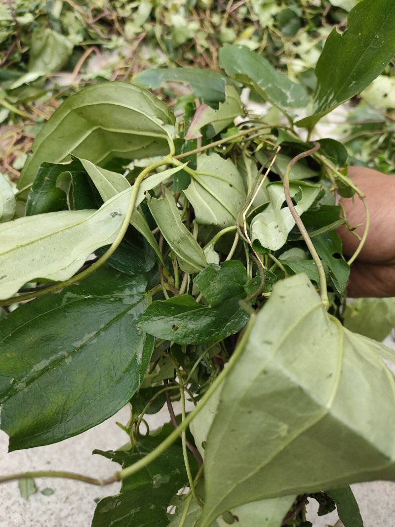 肺形草，双蝴蝶，湖南野生肺形草，，，，，，，
