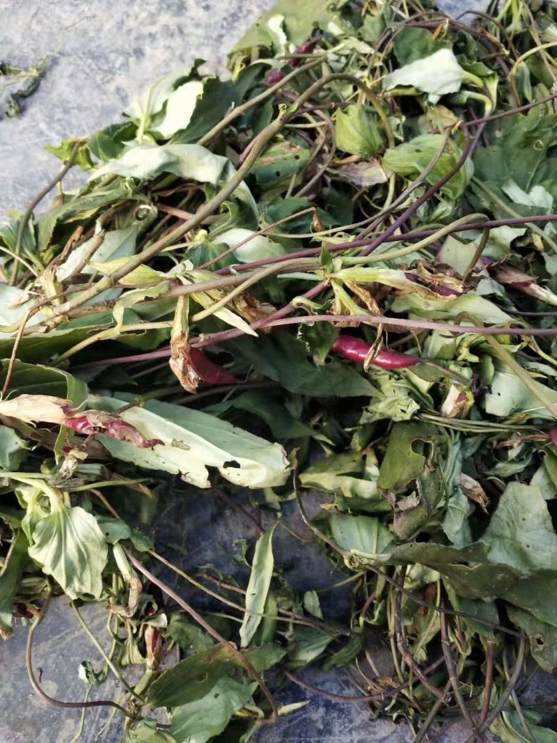 肺形草，双蝴蝶，湖南野生肺形草，，，，，，，