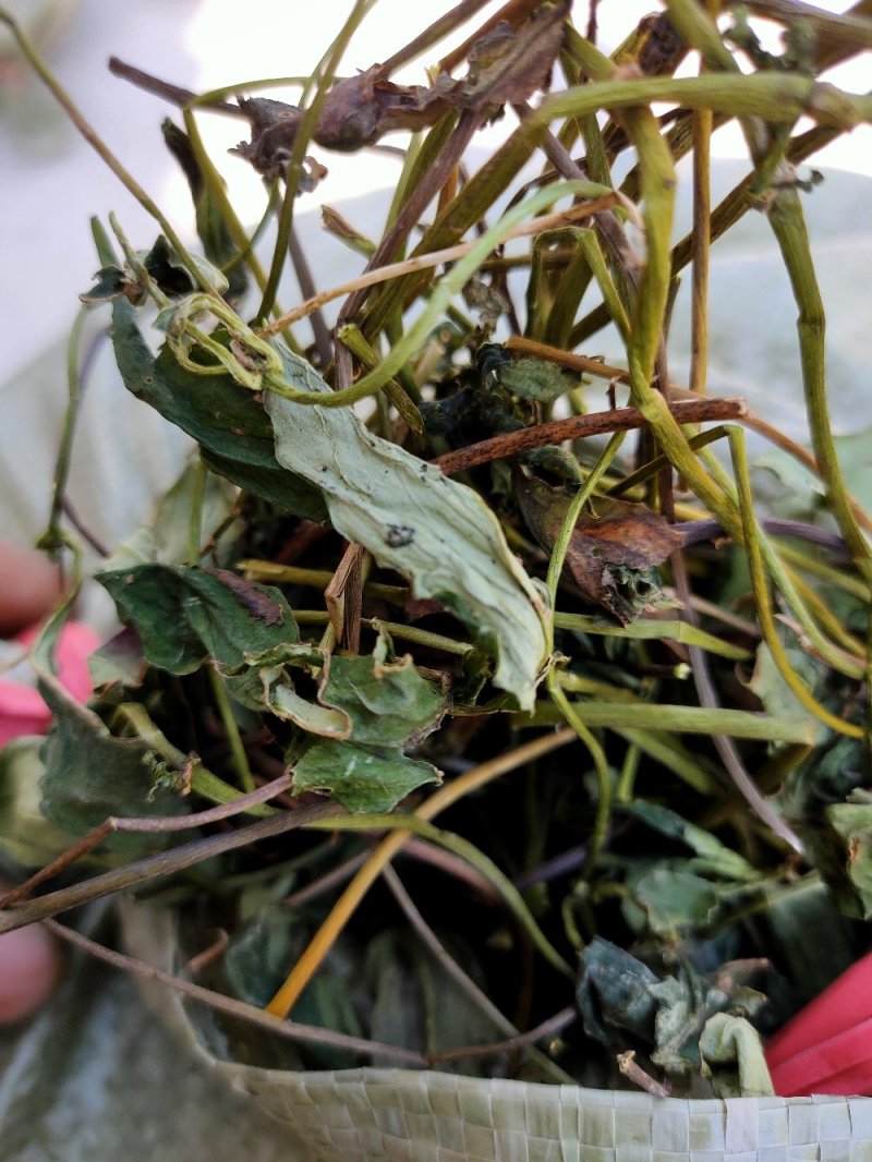 肺形草，双蝴蝶，湖南野生肺形草，，，，，，，