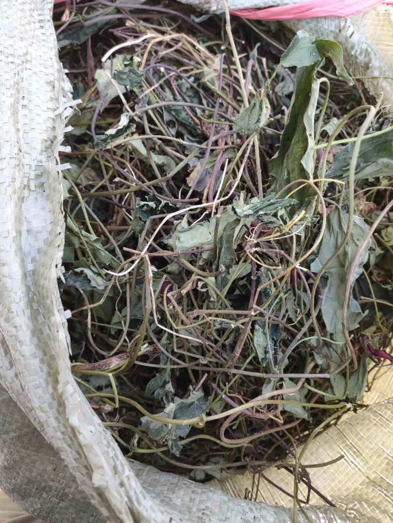 肺形草，双蝴蝶，湖南野生肺形草，，，，，，，