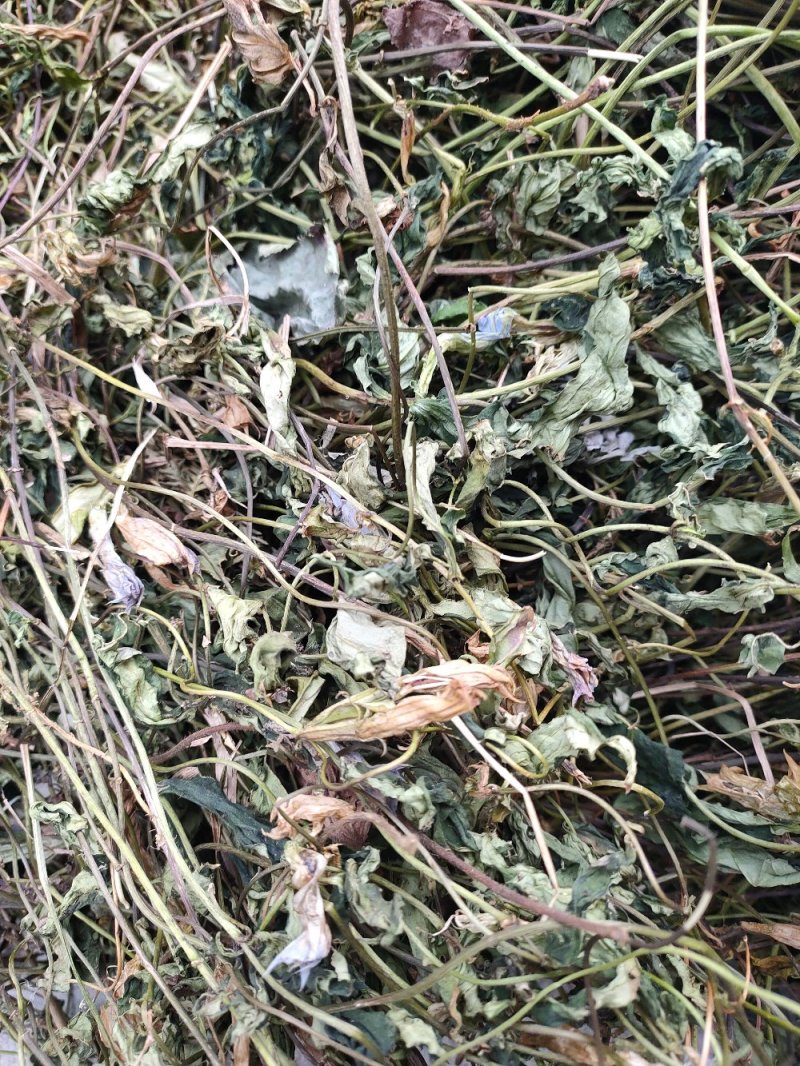 肺形草，双蝴蝶，湖南野生肺形草，，，，，，，