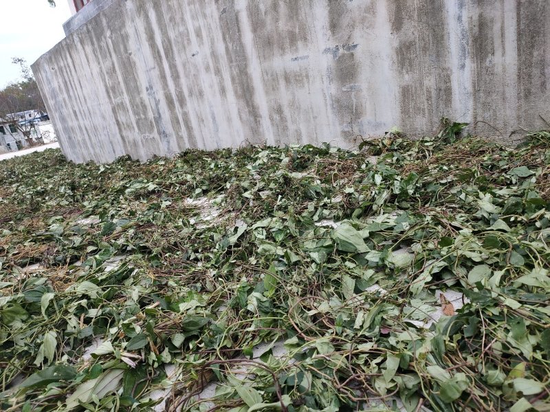 肺形草，双蝴蝶，湖南野生肺形草，，，，，，，