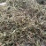 肺形草，双蝴蝶，湖南野生肺形草，，，，，，，