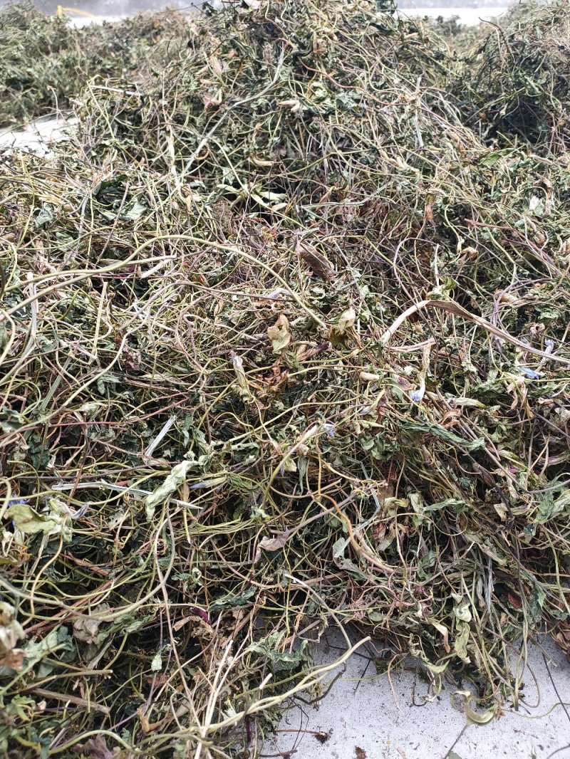 肺形草，双蝴蝶，湖南野生肺形草，，，，，，，