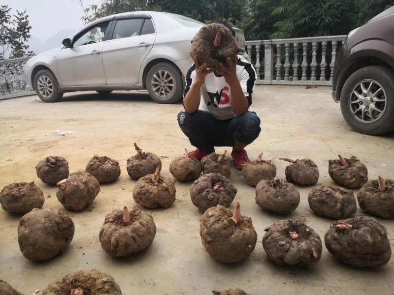 魔芋贵州毕节七星关花魔芋，提供技术指导，欢迎选购