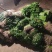 代收各内杂菜季节蔬菜价格从优欢迎老板联系