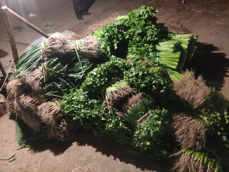 代收各内杂菜季节蔬菜价格从优欢迎老板联系