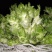 代收各内杂菜季节蔬菜价格从优欢迎老板联系