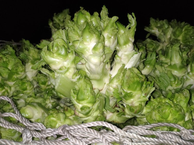 代收各内杂菜季节蔬菜价格从优欢迎老板联系