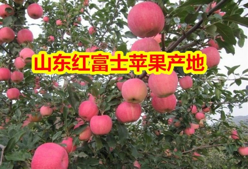 红富士苹果产地热卖1条纹全红苹果，质量保证，任性挑选价格