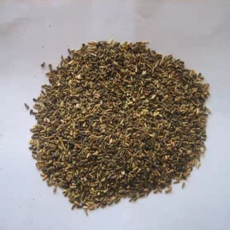 菊苣种子菊苣种籽牧草种子猪羊牛兔鸡鸭鹅多年生四季高