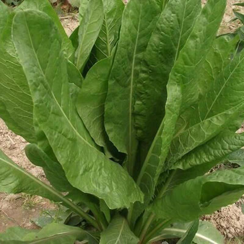 菊苣种子菊苣种籽牧草种子猪羊牛兔鸡鸭鹅多年生四季高