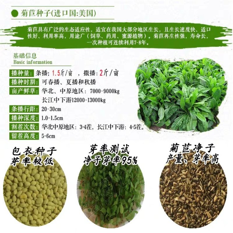 菊苣种子菊苣种籽牧草种子猪羊牛兔鸡鸭鹅多年生四季高