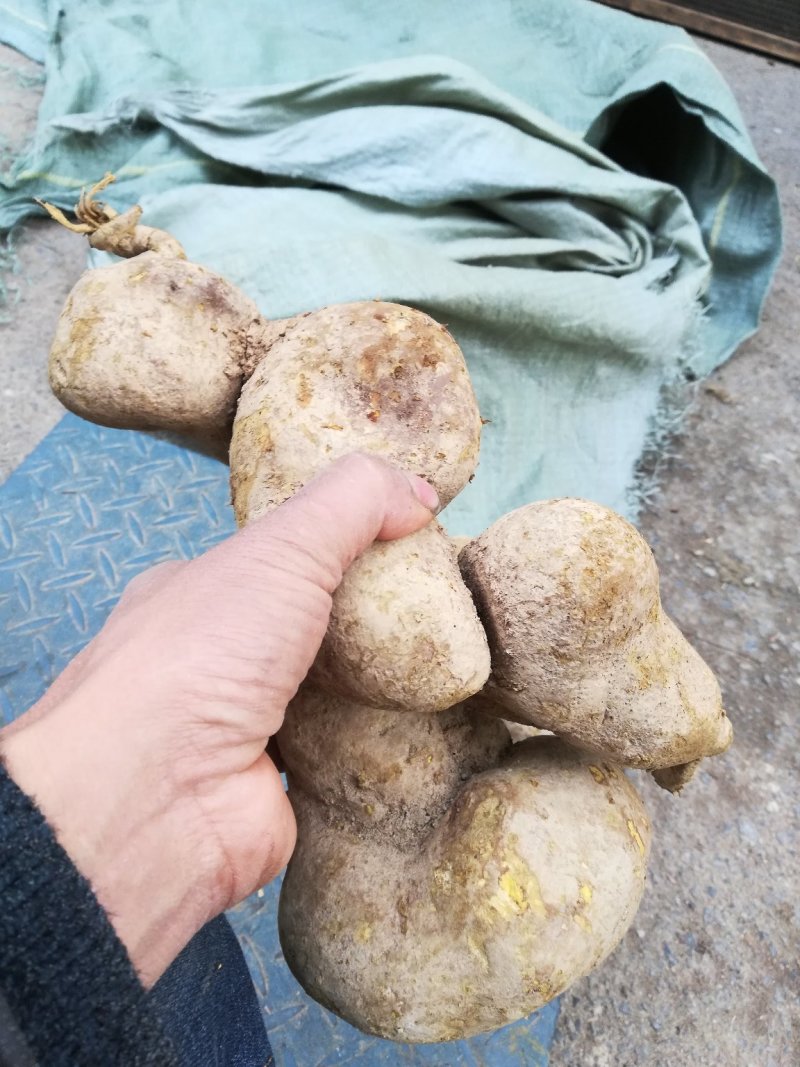 金果榄/青牛胆，地胆，金线吊葫芦，，，，，，