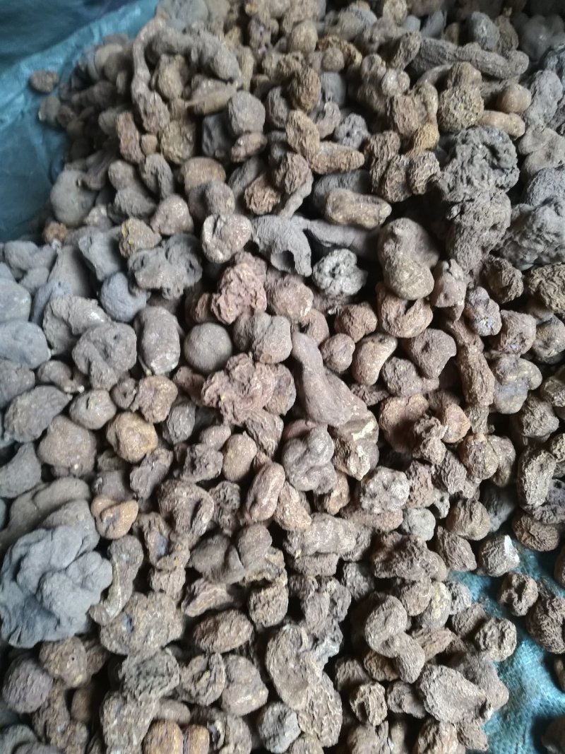 金果榄/青牛胆，地胆，金线吊葫芦，，，，，，