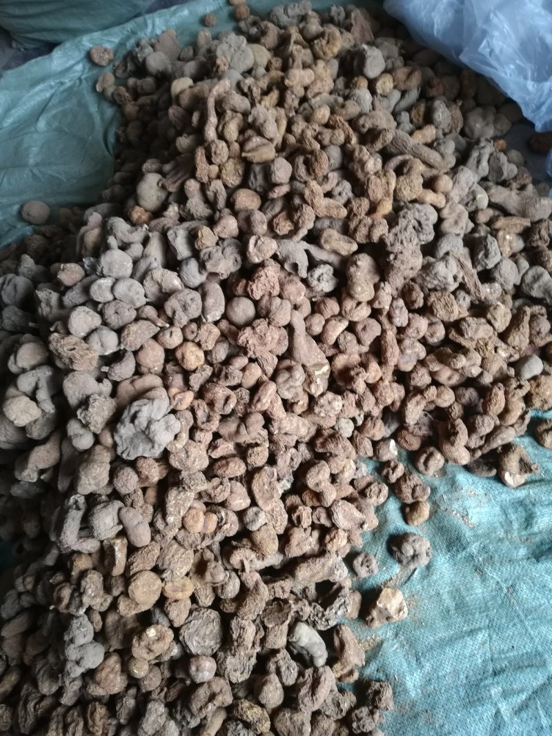 金果榄/青牛胆，地胆，金线吊葫芦，，，，，，