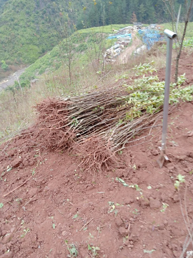 巫山脆李苗，重庆市巫山脆李，国家地理标志产品，挂果苗。