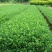 栀子苗耐寒小叶栀子花苗四季常青绿篱植物花园庭院别墅