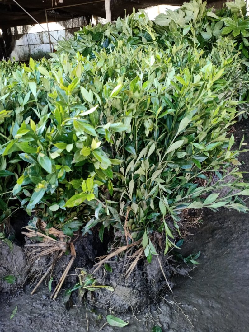 栀子苗耐寒小叶栀子花苗四季常青绿篱植物花园庭院别墅