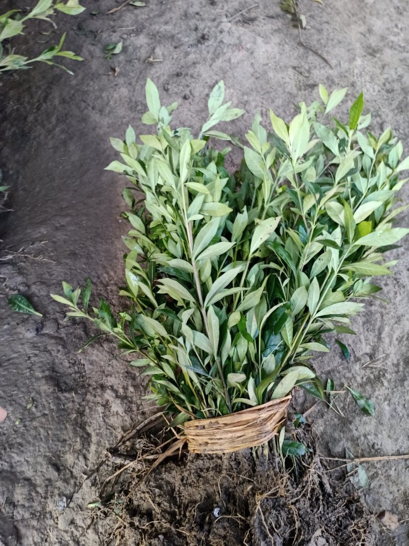 栀子苗耐寒小叶栀子花苗四季常青绿篱植物花园庭院别墅