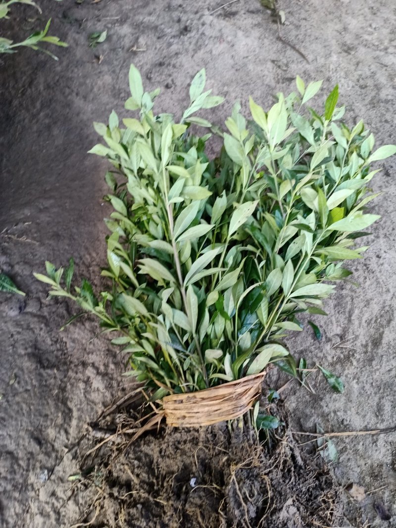 栀子苗耐寒小叶栀子花苗四季常青绿篱植物花园庭院别墅