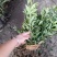 栀子苗耐寒小叶栀子花苗四季常青绿篱植物花园庭院别墅
