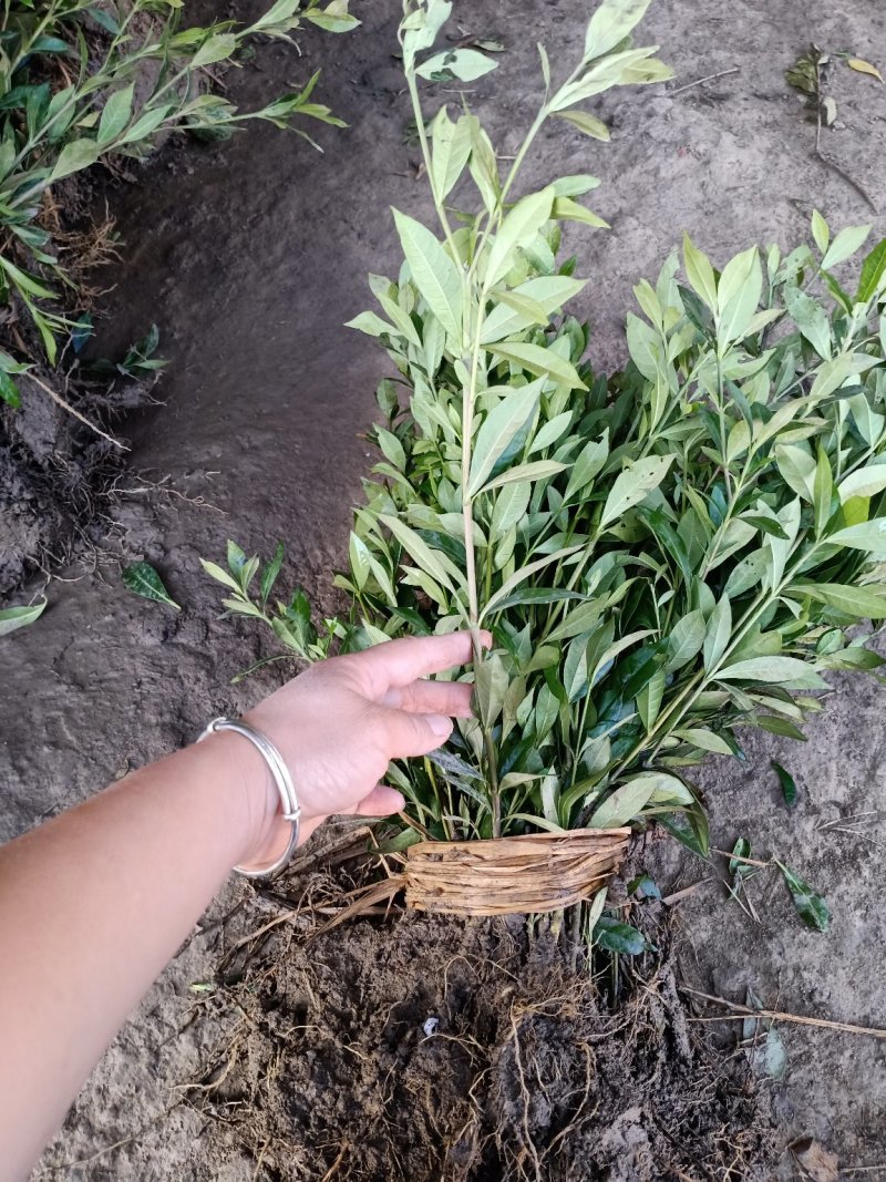 栀子苗耐寒小叶栀子花苗四季常青绿篱植物花园庭院别墅