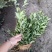 栀子苗耐寒小叶栀子花苗四季常青绿篱植物花园庭院别墅
