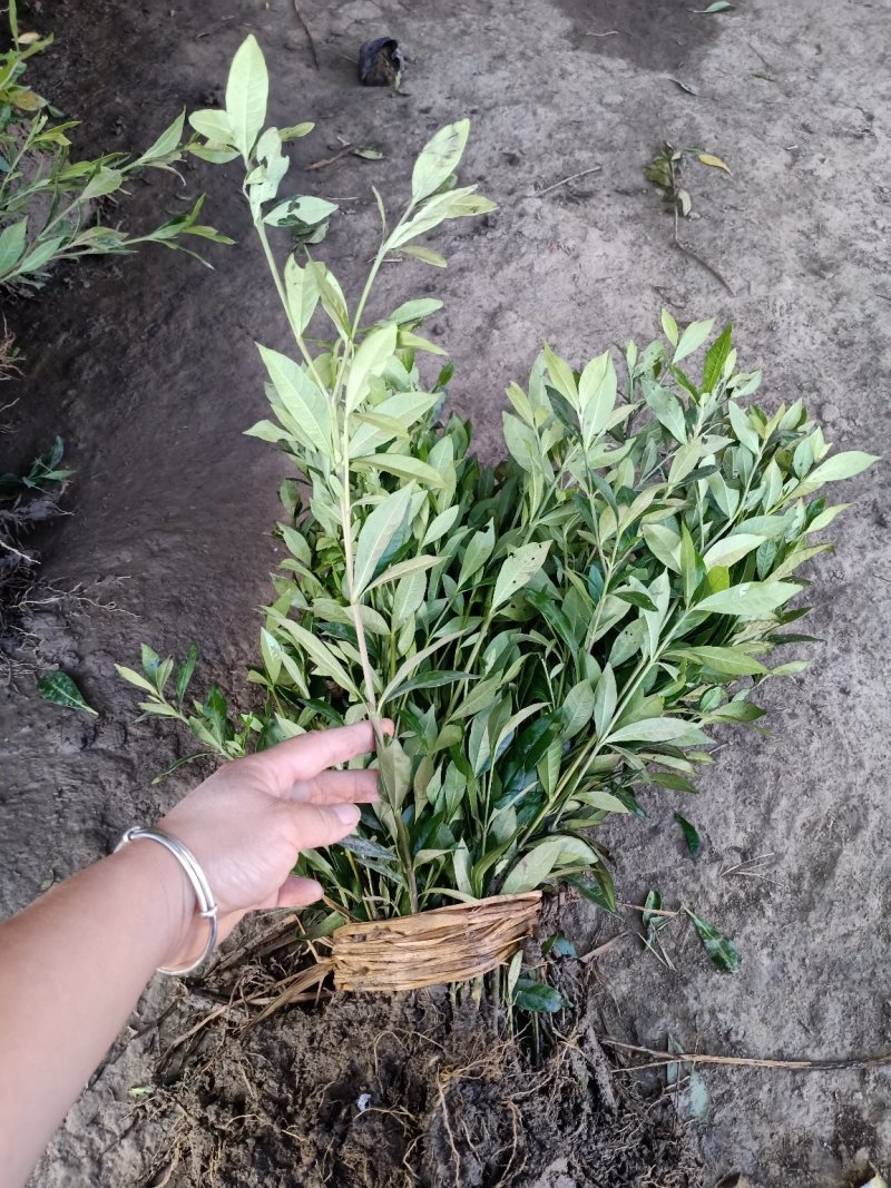 栀子苗耐寒小叶栀子花苗四季常青绿篱植物花园庭院别墅