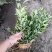 栀子苗耐寒小叶栀子花苗四季常青绿篱植物花园庭院别墅