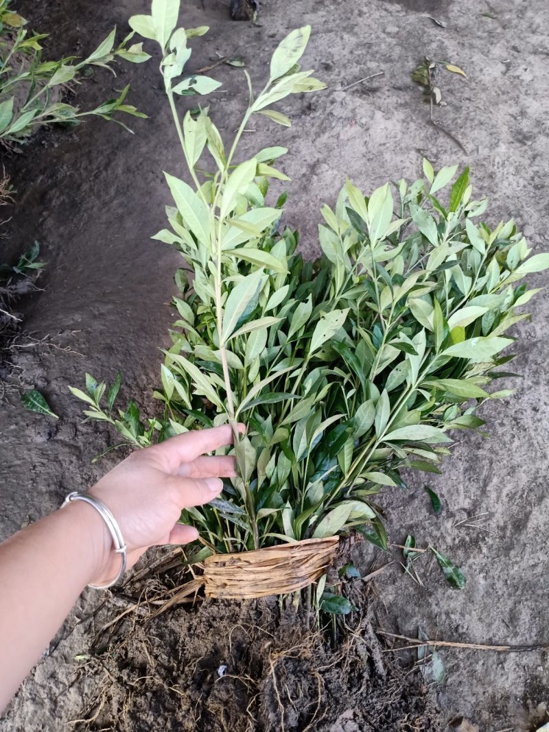 栀子苗耐寒小叶栀子花苗四季常青绿篱植物花园庭院别墅