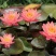 池塘大睡莲根块水培植物睡莲苗水生根茎水生根块睡莲花苗包成