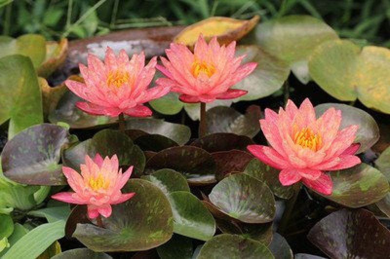 池塘大睡莲根块水培植物睡莲苗水生根茎水生根块睡莲花苗包成